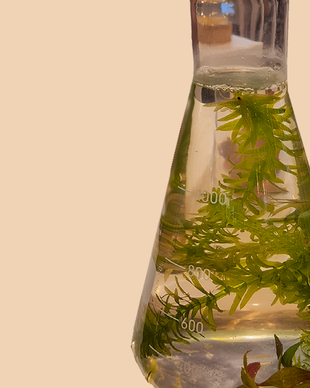 A glass flask of clear liquid holds bright green aquatic plants against a warm peach background — the raw material behind sea cell fabric